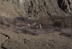Woman Spots Tiny Face in the Grass — And Uncovers a Litter of Starving Puppies
