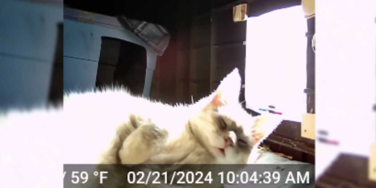 Camera Captures the Sweet Moment Stray Cats Finally Feel Safe in Their Cozy Shelter