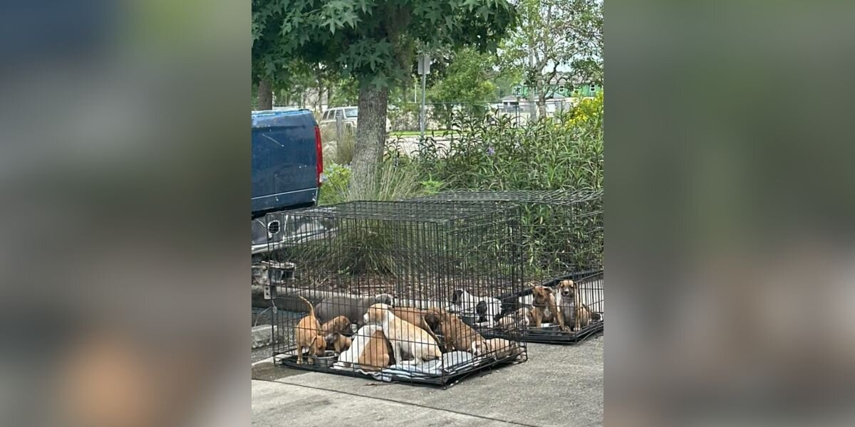 Man Pulls Into 7-Eleven and Discovers 16 Abandoned Puppies in Crates