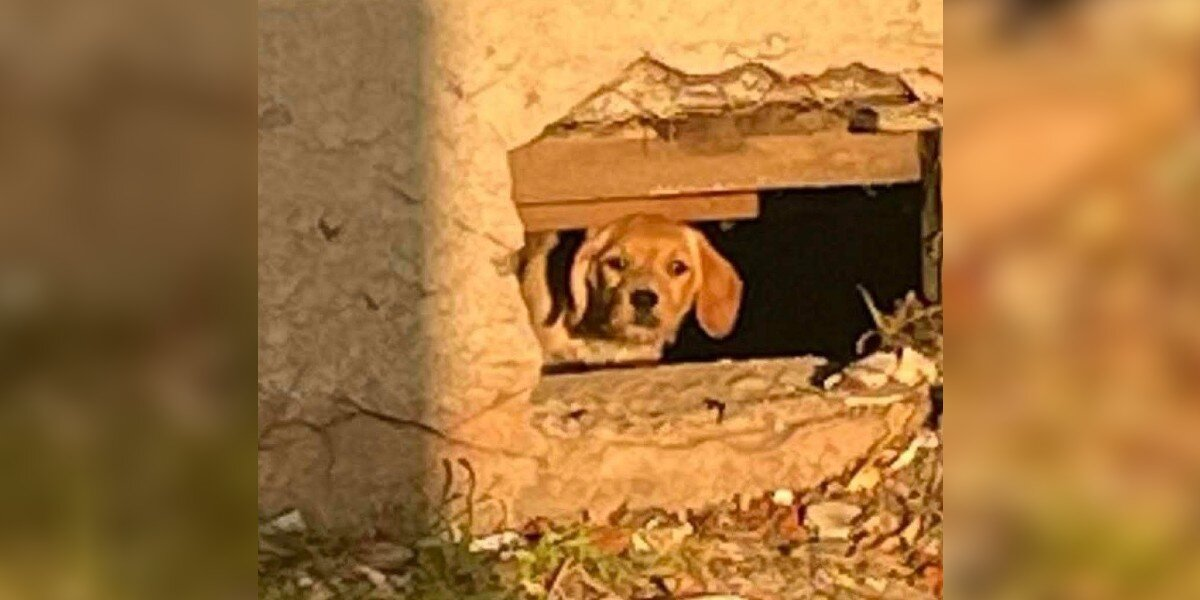Construction Site Was Supposed to Be Empty — Until A Fluffy Puppy Peeked Out