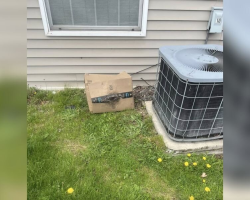 Rescuers Open Tattered Amazon Box — And Find Three Tiny Kittens Inside