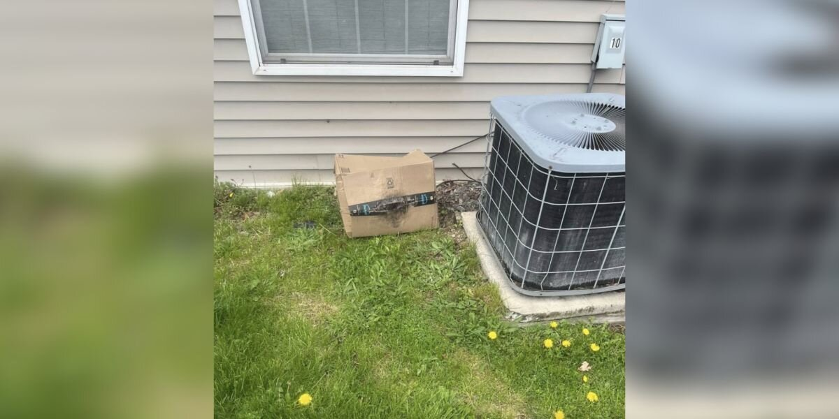 Rescuers Open Tattered Amazon Box — And Find Three Tiny Kittens Inside