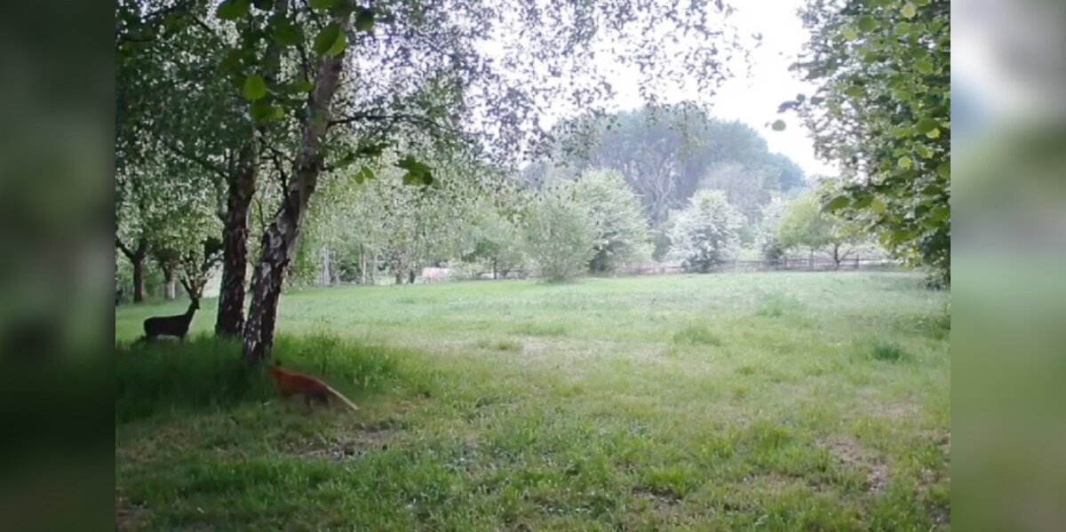 Security Camera Captures Wholesome ‘Disney Moment’ Between Unlikely Animal Friends
