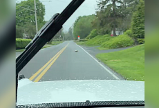 Driver Melts as Devoted Opossum Mom Bravely Crosses the Road With Her Baby