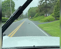 Driver Melts as Devoted Opossum Mom Bravely Crosses the Road With Her Baby
