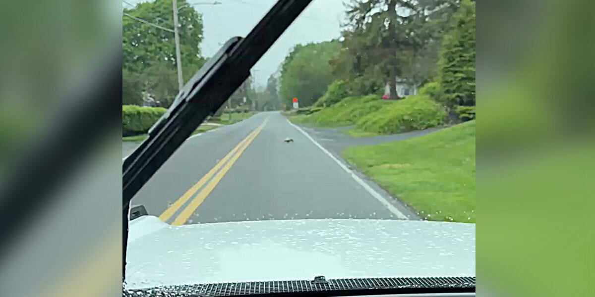 Driver Melts as Devoted Opossum Mom Bravely Crosses the Road With Her Baby