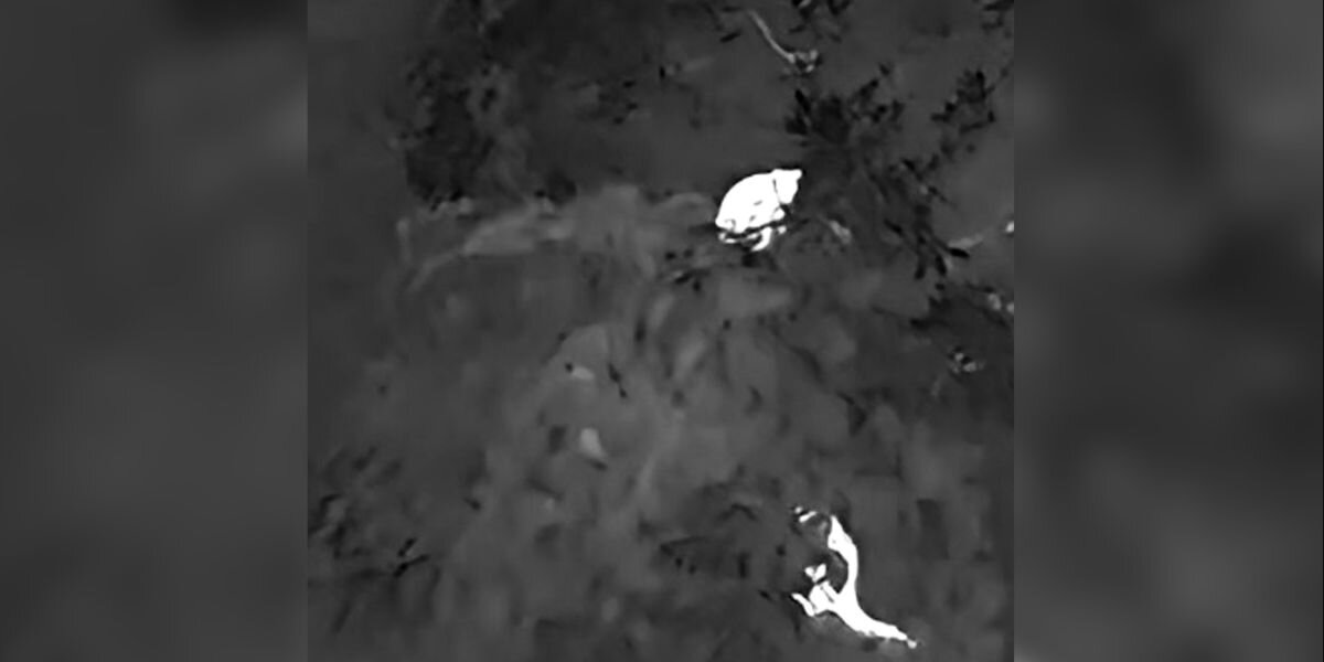 Scientists Use Drones to Spot ‘Near-Mythical’ Tree Kangaroos Hidden in the Rainforest Canopy