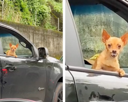 Dog’s Worst Nightmare Comes True When He Spots A Vet In Traffic