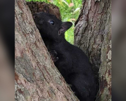 Baby Squirrel Clings To Her Tree As It’s Being Cut Down — Refuses To Let Go