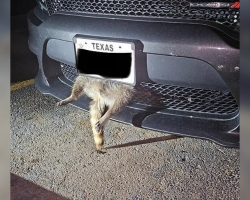 Driver Shocked To Find Tiny Legs Sticking Out Of Her Car’s Grille