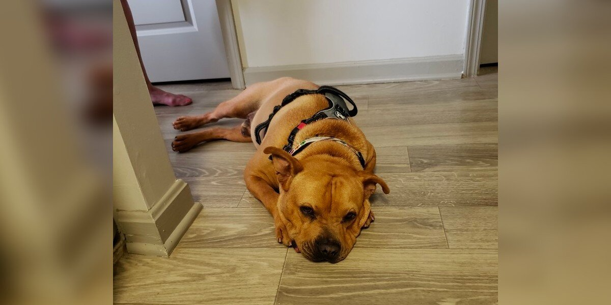 Shelter Dog Dresses Up For Adoption Day — But No One Comes