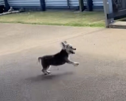 16-Year-Old Dog Finds Her Spark Again After Arthritis Treatment
