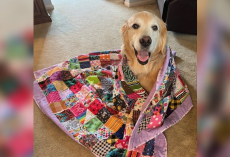 Senior Dog Receives a Quilt Made From Hundreds of Cherished Memories
