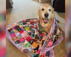 Senior Dog Receives a Quilt Made From Hundreds of Cherished Memories
