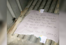 Postal Worker Finds Heartwarming Note Protecting Tiny Mailbox Resident