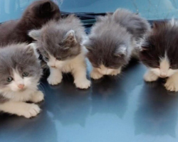 Stray Kittens Huddled on a Car Hood Find Warmth — and a New Beginning
