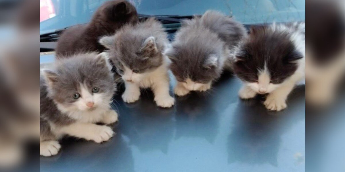 Stray Kittens Huddled on a Car Hood Find Warmth — and a New Beginning