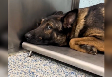 Heartbroken Rescue Dog Couldn’t Walk — Until He Reunited With His Pack