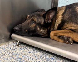 Heartbroken Rescue Dog Couldn’t Walk — Until He Reunited With His Pack
