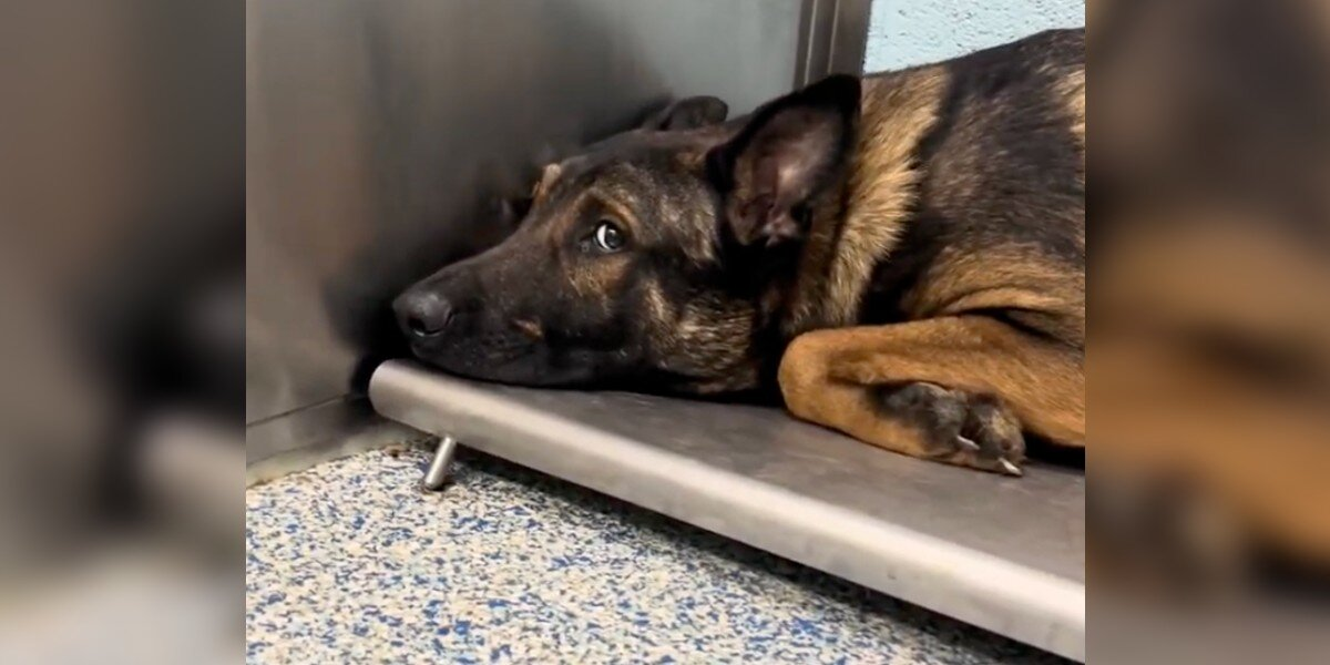 Heartbroken Rescue Dog Couldn’t Walk — Until He Reunited With His Pack