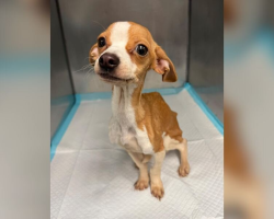 Emaciated Puppy Found in Bronx Apartment Refuses to Give Up