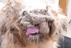 What Looked Like a ‘Pile of Rags’ Turned Out to Be a Miracle in Disguise