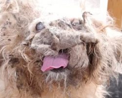 What Looked Like a ‘Pile of Rags’ Turned Out to Be a Miracle in Disguise