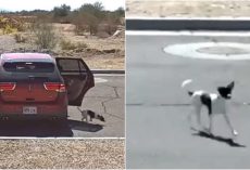 Cold “Bye-Bye” Caught on Camera: Woman Heartlessly Dumps Dog and Drives Away