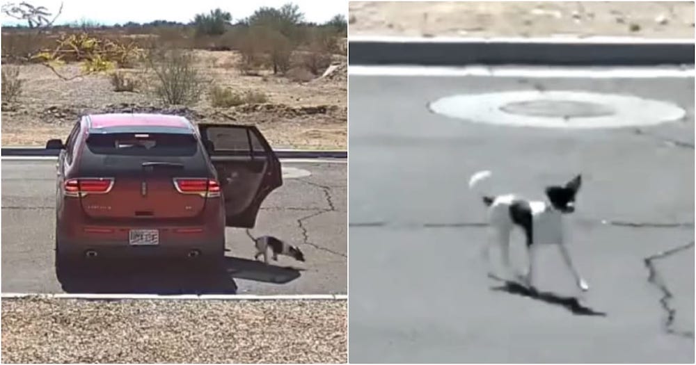Cold “Bye-Bye” Caught on Camera: Woman Heartlessly Dumps Dog and Drives Away