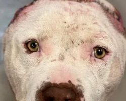 Dog Who Lost His Ears in a Tragic Attack Gets a Second Chance — and a Handmade Surprise