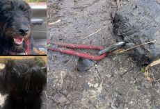 Beloved Dog Found Dead in River, Community Devastated by Deliberate Act of Cruelty