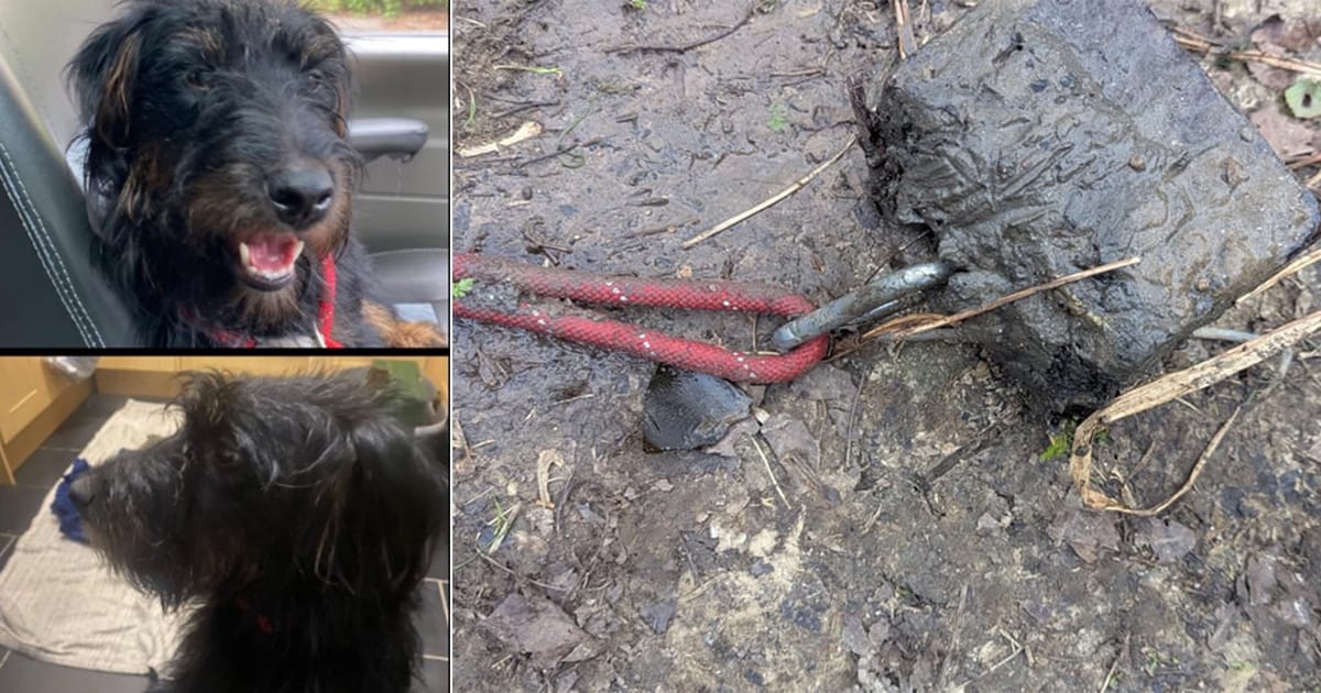 Beloved Dog Found Dead in River, Community Devastated by Deliberate Act of Cruelty