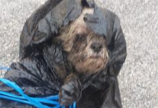 Left for Dead in a Dumpster, This 16-Year-Old Dog Refused to Give Up