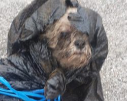 Left for Dead in a Dumpster, This 16-Year-Old Dog Refused to Give Up