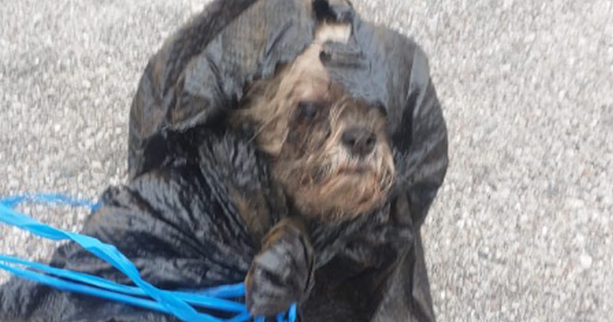 Left for Dead in a Dumpster, This 16-Year-Old Dog Refused to Give Up