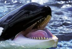 Trapped in Silence: Heartbreaking Footage Shows Orcas Abandoned After Marine Park Closure