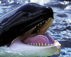 Trapped in Silence: Heartbreaking Footage Shows Orcas Abandoned After Marine Park Closure