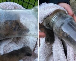 Rescuers Save Baby Fox With Head Trapped in Plastic Jar