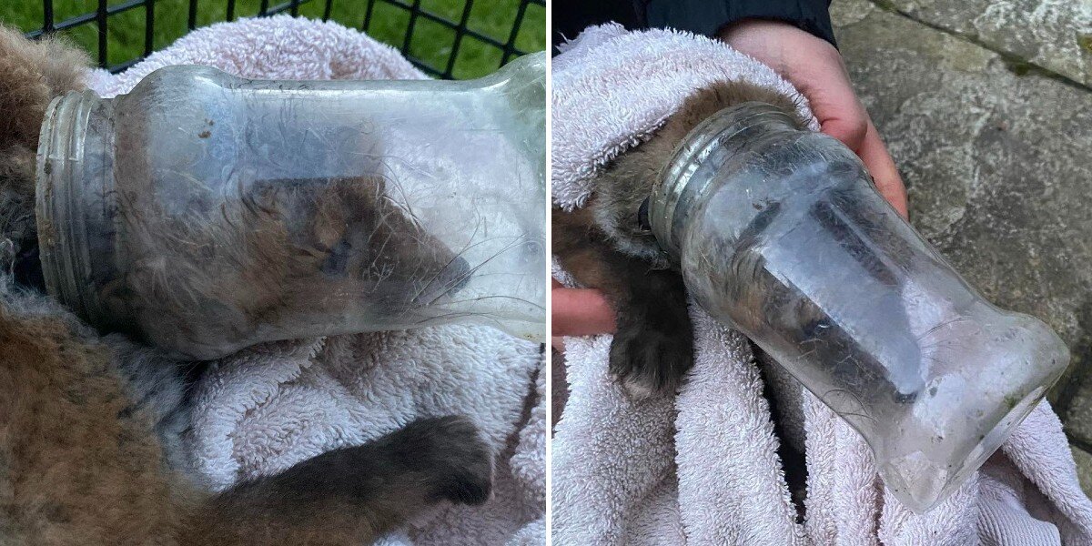 Rescuers Save Baby Fox With Head Trapped in Plastic Jar