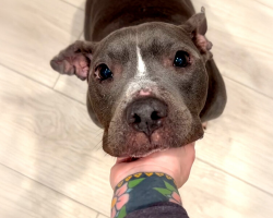 Skinny Pittie Finds A Family That’s Truly Meant To Be