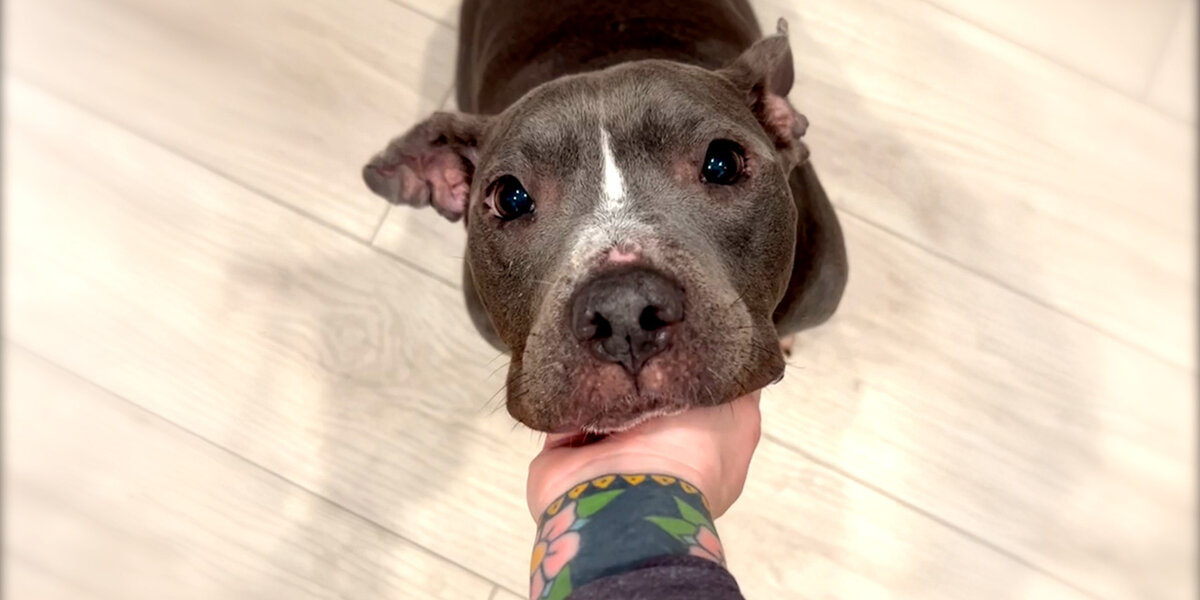 Skinny Pittie Finds A Family That's Truly Meant To Be