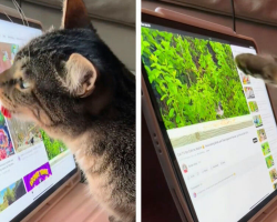 Curious Cat Teaches Herself to Use an iPad — Just to Watch Her Favorite Videos