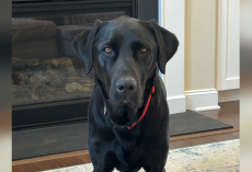Woman Picks Up Her Dog From Daycare — But Something Feels … Off