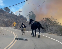 Teen Hero Guides Frightened Horse Through Wildfire to Safety