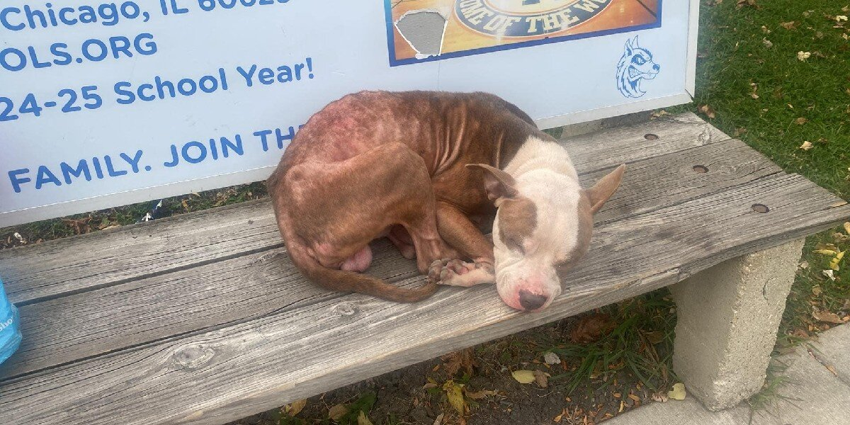 Shivering Dog Waits on Bus Bench for a Family That Never Comes — Until Hope Arrives