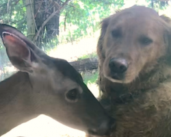 Wild Deer And Dog Have Been Besties For 11 Years