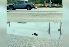 Couple Spots Tiny Furball in a Puddle — and Ends Up With an Unexpected Gift