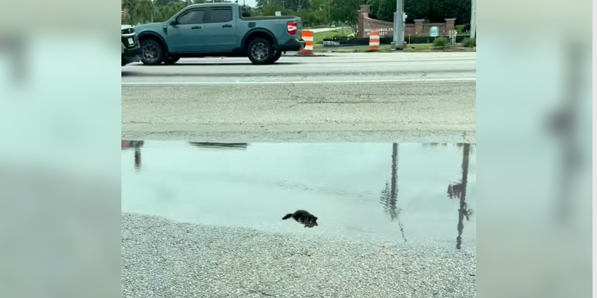Couple Spots Tiny Furball in a Puddle — and Ends Up With an Unexpected Gift