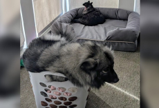 Man Notices Dog Squeezing Into Tiny Spaces — Then Learns the Sweet Reason Why