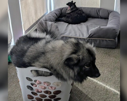 Man Notices Dog Squeezing Into Tiny Spaces — Then Learns the Sweet Reason Why